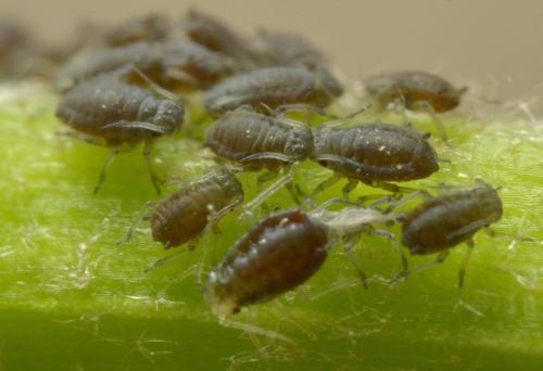 Aphis hederae